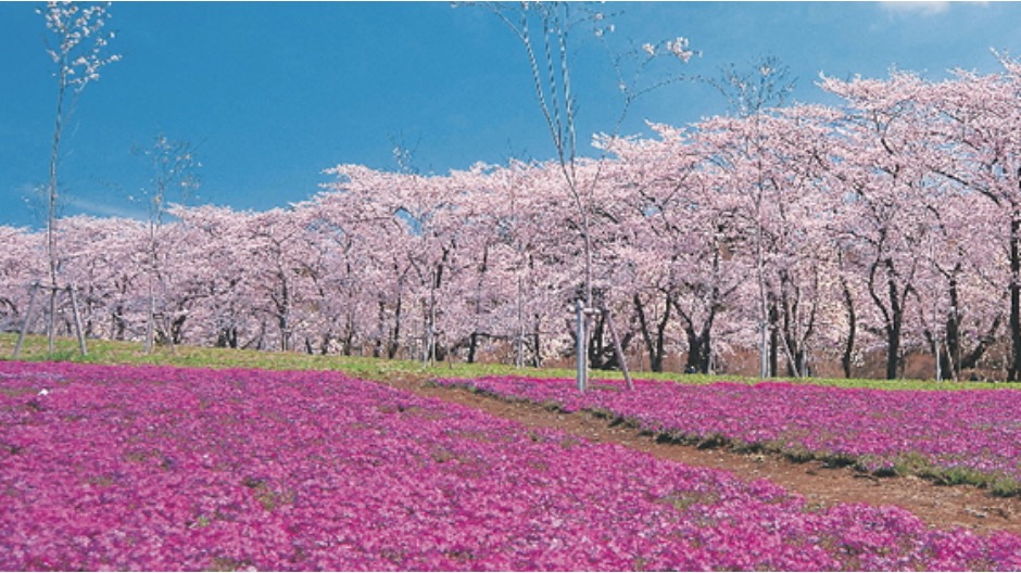 赤城南面千本桜