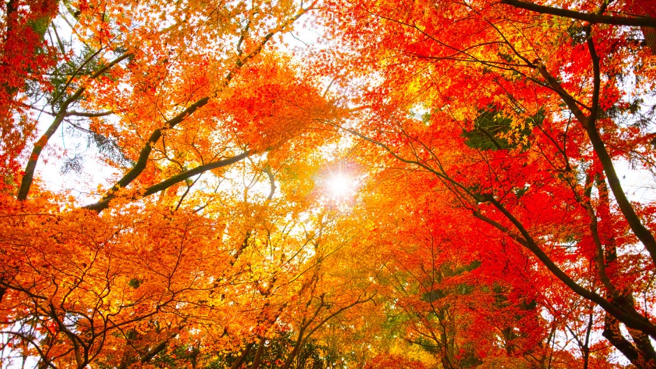 紅葉