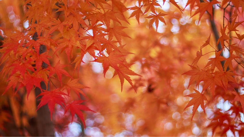 紅葉スポットと穴場