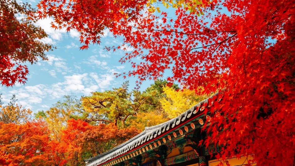 紅葉