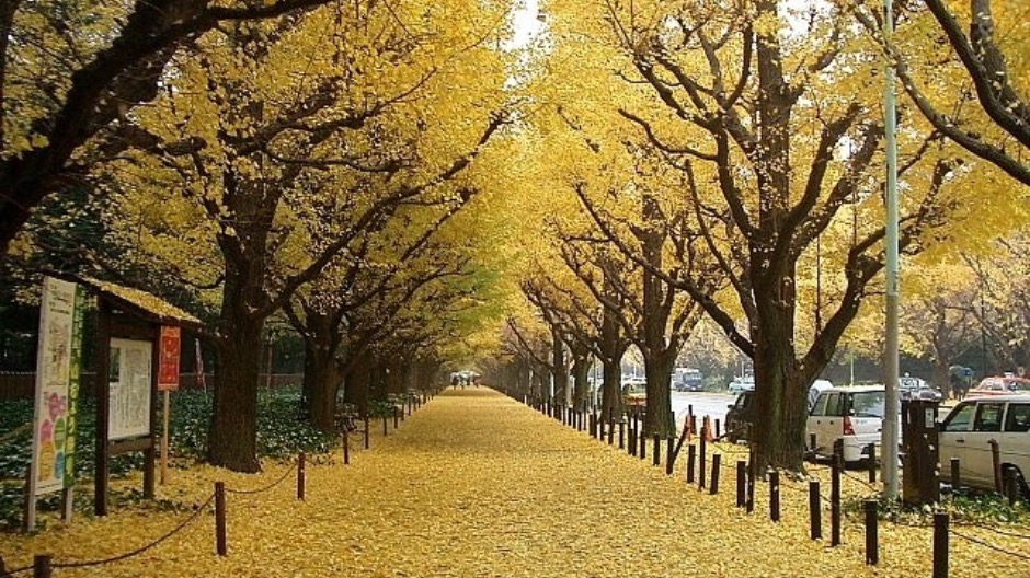 明治神宮外苑の紅葉